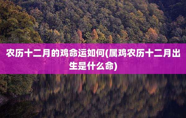 农历十二月的鸡命运如何(属鸡农历十二月出生是什么命)