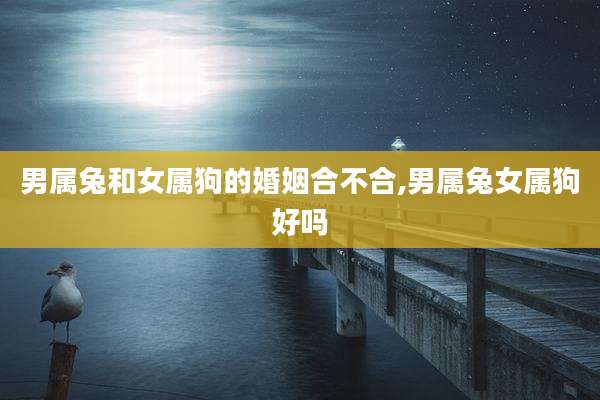 男属兔和女属狗的婚姻合不合,男属兔女属狗好吗