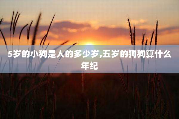 5岁的小狗是人的多少岁,五岁的狗狗算什么年纪