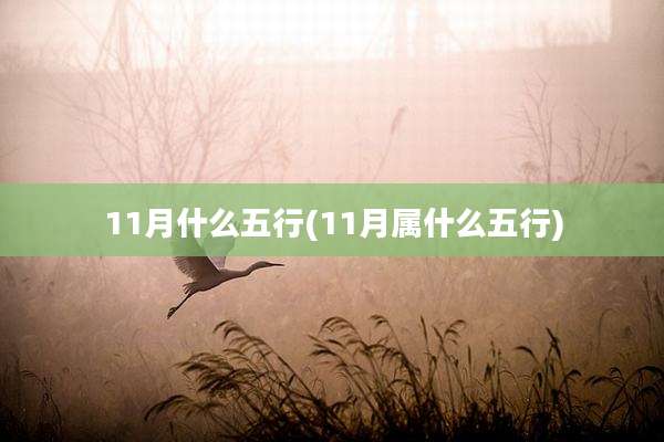11月什么五行(11月属什么五行)