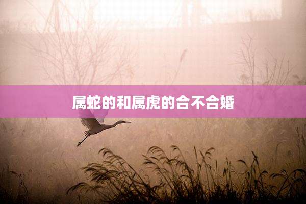 属蛇的和属虎的合不合婚