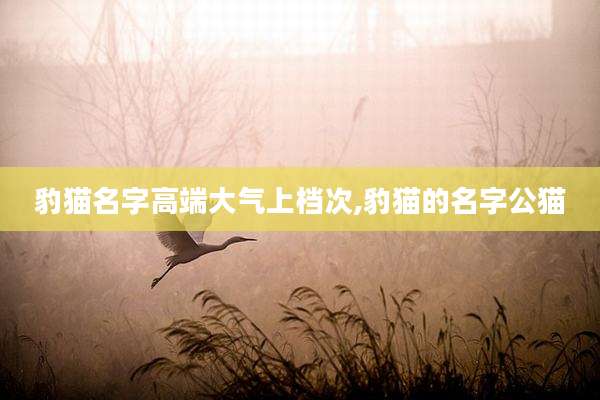 豹猫名字高端大气上档次,豹猫的名字公猫