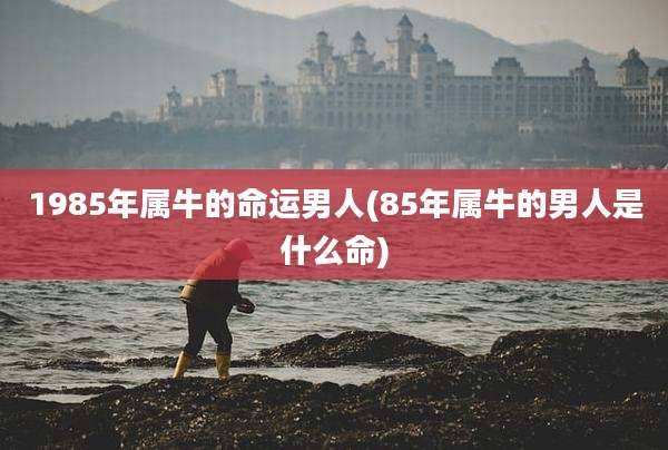 1985年属牛的命运男人(85年属牛的男人是什么命)