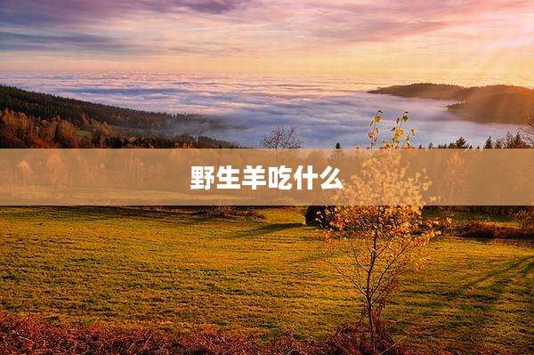 野生羊吃什么