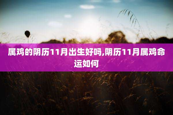 属鸡的阴历11月出生好吗,阴历11月属鸡命运如何