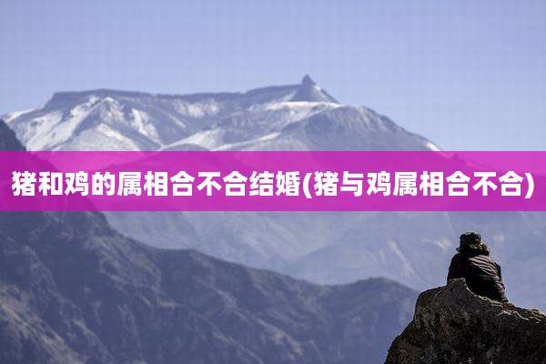 猪和鸡的属相合不合结婚(猪与鸡属相合不合)