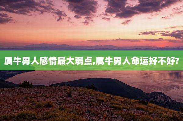 属牛男人感情最大弱点,属牛男人命运好不好?