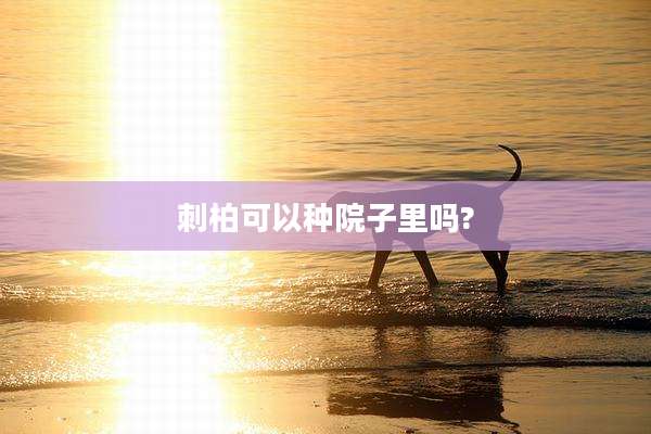 刺柏可以种院子里吗?