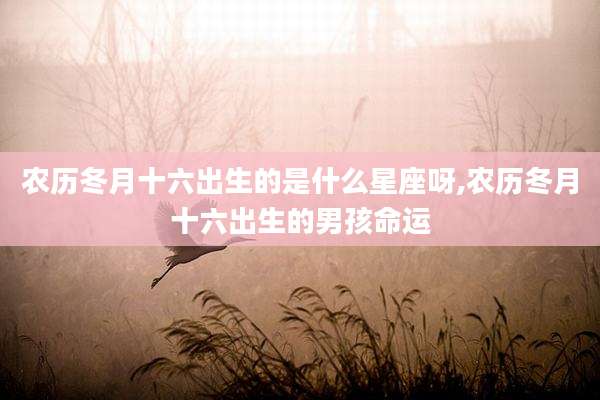 农历冬月十六出生的是什么星座呀,农历冬月十六出生的男孩命运