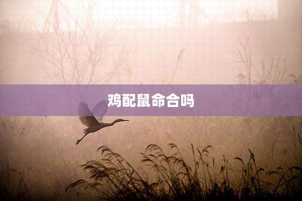 鸡配鼠命合吗
