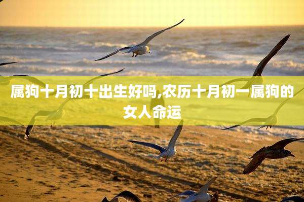 属狗十月初十出生好吗,农历十月初一属狗的女人命运