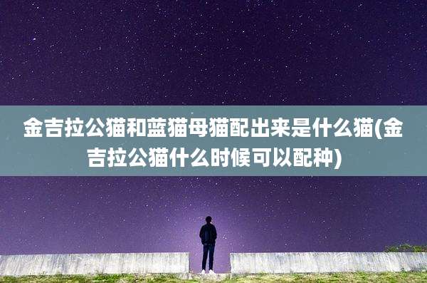 金吉拉公猫和蓝猫母猫配出来是什么猫(金吉拉公猫什么时候可以配种)
