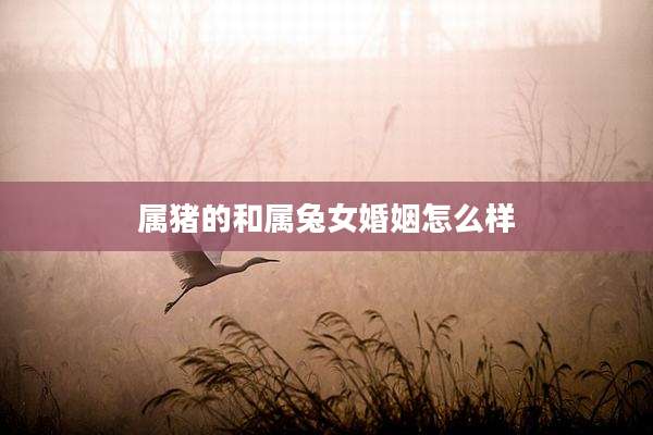属猪的和属兔女婚姻怎么样