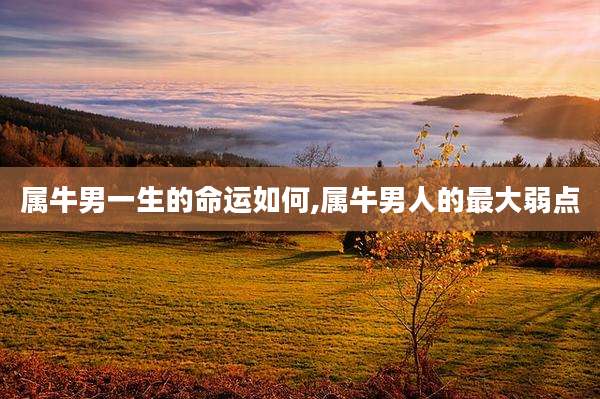属牛男一生的命运如何,属牛男人的最大弱点