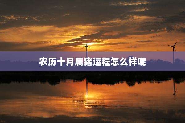 农历十月属猪运程怎么样呢