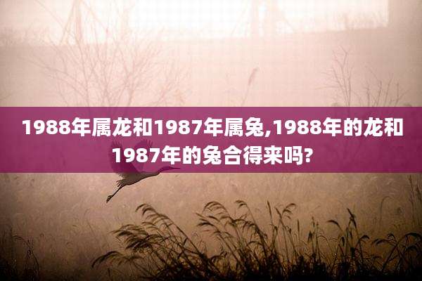 1988年属龙和1987年属兔,1988年的龙和1987年的兔合得来吗?