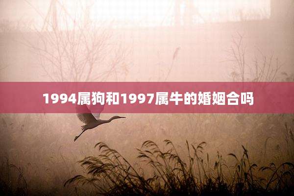 1994属狗和1997属牛的婚姻合吗