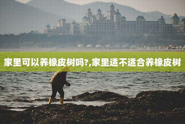 家里可以养橡皮树吗?,家里适不适合养橡皮树