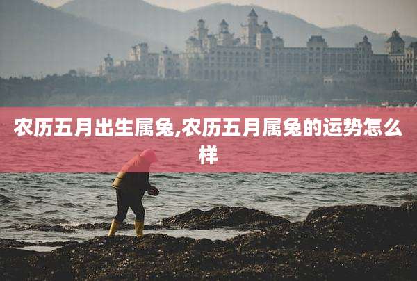 农历五月出生属兔,农历五月属兔的运势怎么样