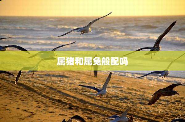 属猪和属兔般配吗