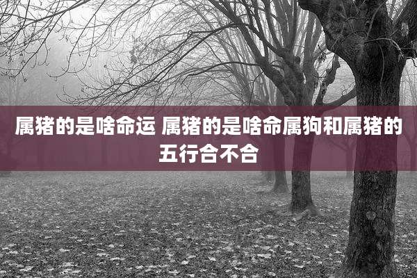 属猪的是啥命运 属猪的是啥命属狗和属猪的五行合不合