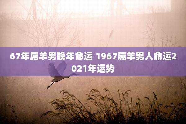 67年属羊男晚年命运 1967属羊男人命运2021年运势