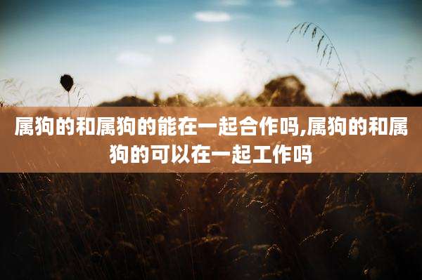 属狗的和属狗的能在一起合作吗,属狗的和属狗的可以在一起工作吗
