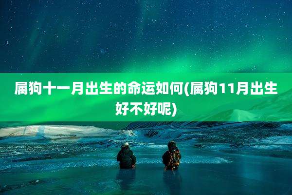 属狗十一月出生的命运如何(属狗11月出生好不好呢)