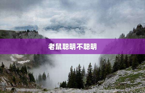 老鼠聪明不聪明