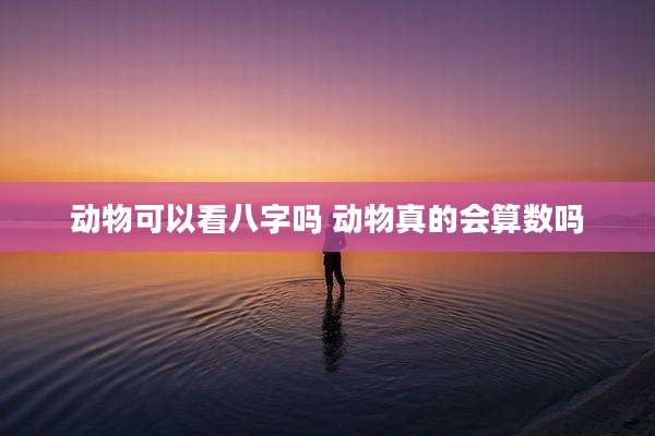 动物可以看八字吗 动物真的会算数吗