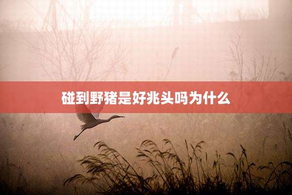 碰到野猪是好兆头吗为什么