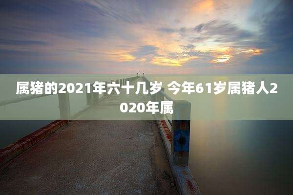 属猪的2021年六十几岁 今年61岁属猪人2020年属