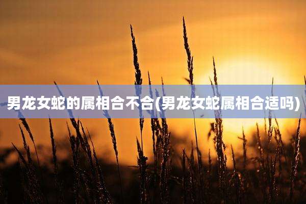 男龙女蛇的属相合不合(男龙女蛇属相合适吗)