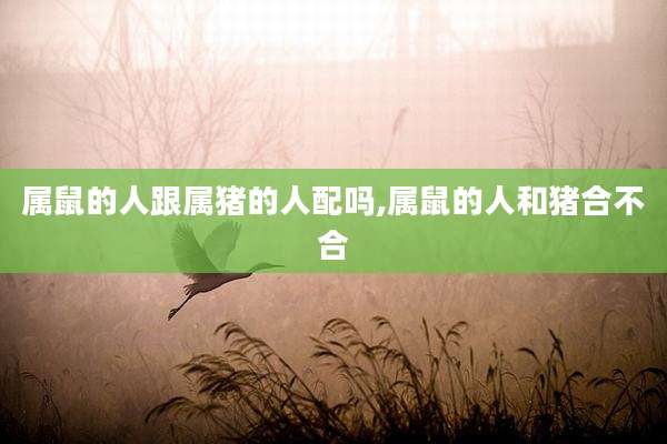 属鼠的人跟属猪的人配吗,属鼠的人和猪合不合