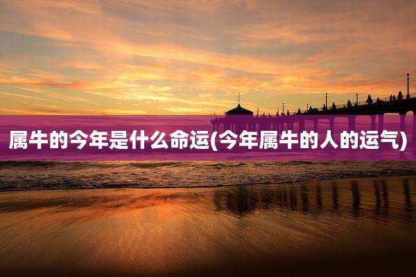 属牛的今年是什么命运(今年属牛的人的运气)