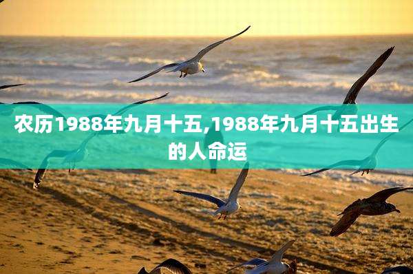 农历1988年九月十五,1988年九月十五出生的人命运