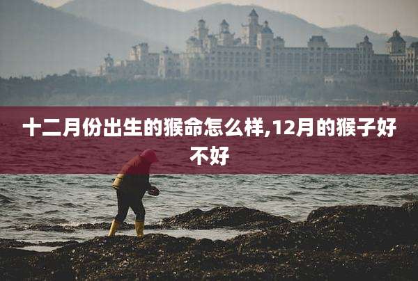 十二月份出生的猴命怎么样,12月的猴子好不好