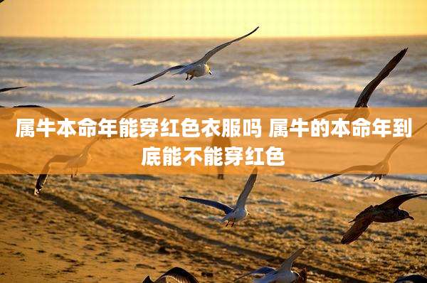 属牛本命年能穿红色衣服吗 属牛的本命年到底能不能穿红色