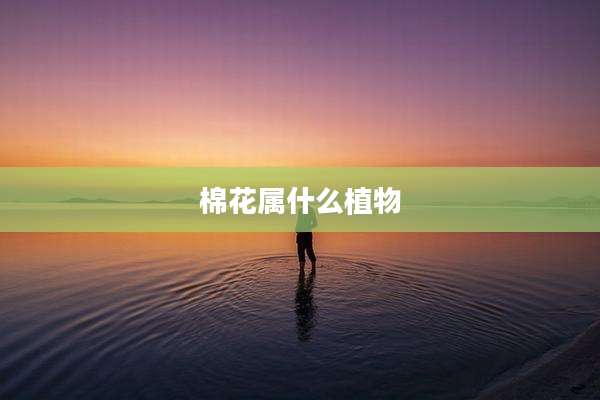 棉花属什么植物