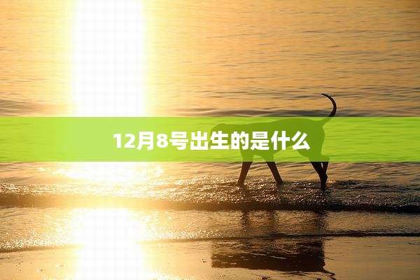 12月8号出生的是什么