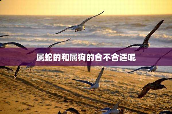 属蛇的和属狗的合不合适呢