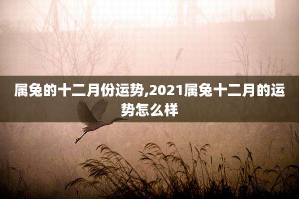 属兔的十二月份运势,2021属兔十二月的运势怎么样