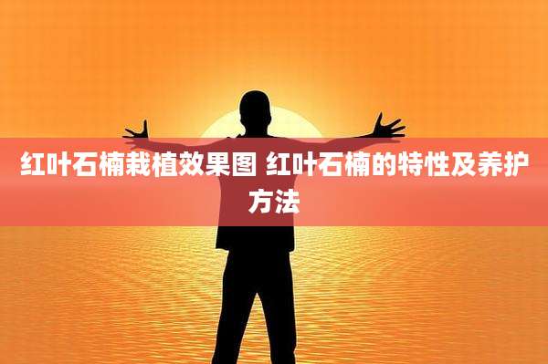 红叶石楠栽植效果图 红叶石楠的特性及养护方法