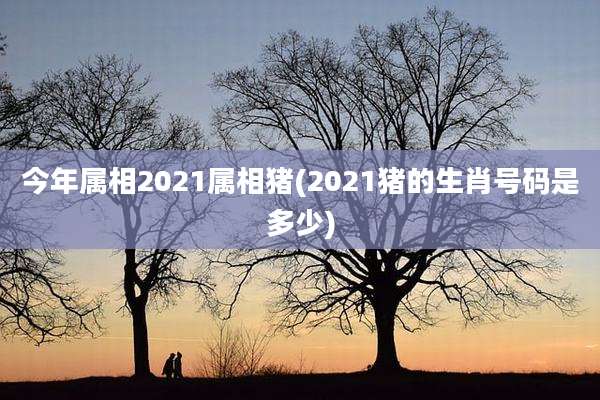 今年属相2021属相猪(2021猪的生肖号码是多少)