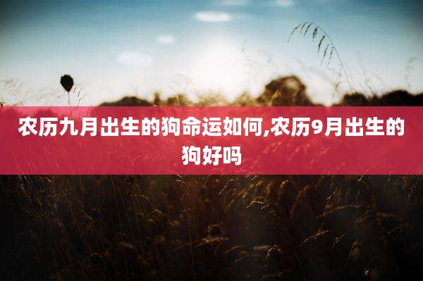 农历九月出生的狗命运如何,农历9月出生的狗好吗