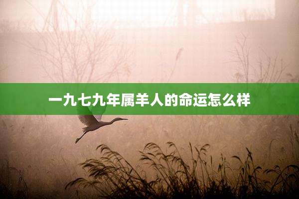 一九七九年属羊人的命运怎么样