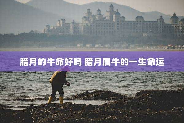腊月的牛命好吗 腊月属牛的一生命运