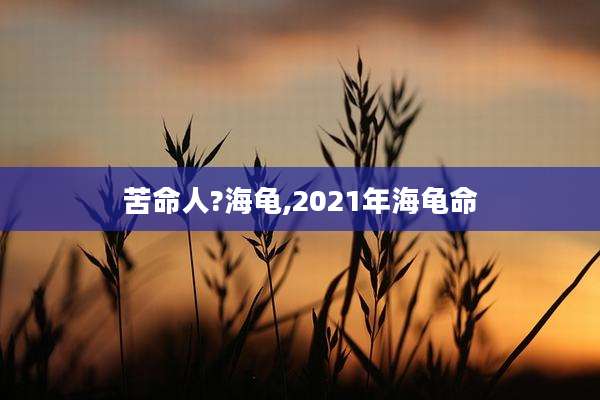 苦命人?海龟,2021年海龟命