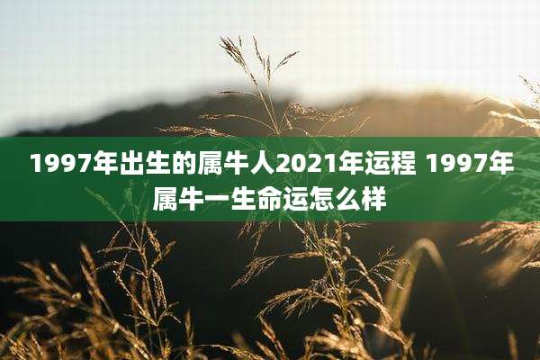 1997年出生的属牛人2021年运程 1997年属牛一生命运怎么样