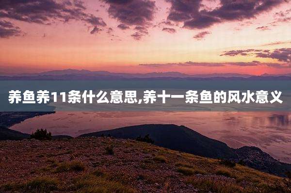 养鱼养11条什么意思,养十一条鱼的风水意义